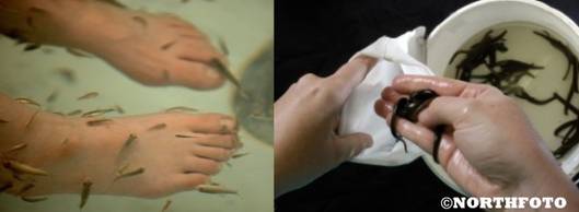 Cele mai ciudate tratamente cosmetice