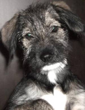 Ce trebuie să ştii despre îngrijirea animalelor