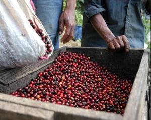 Lucruri pe care nu le ştiai despre cafea
