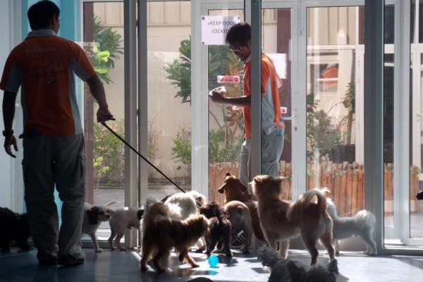 Foto: cum arată primul hotel de 7 stele pentru animale