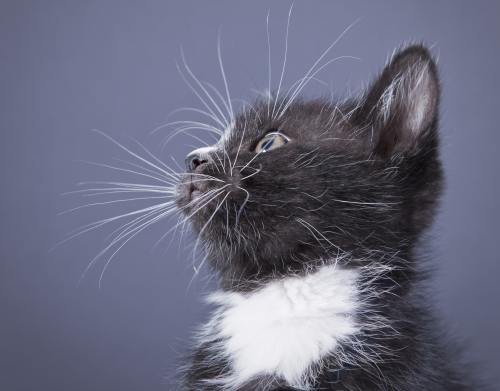 Poze haioase: cele mai drăgălaşe animale care îşi caută stăpân