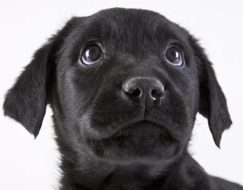 Poze haioase: cele mai drăgălaşe animale care îşi caută stăpân