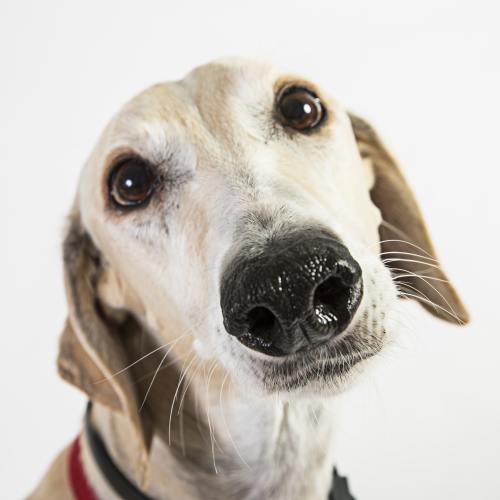 Poze haioase: cele mai drăgălaşe animale care îşi caută stăpân
