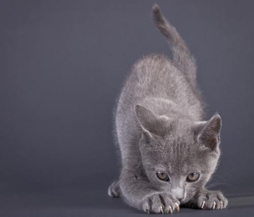 Poze haioase: cele mai drăgălaşe animale care îşi caută stăpân