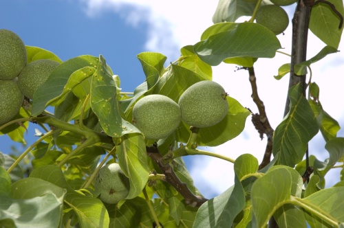 Reţetă: Dulceaţa de nuci verzi, un deliciu sezonier