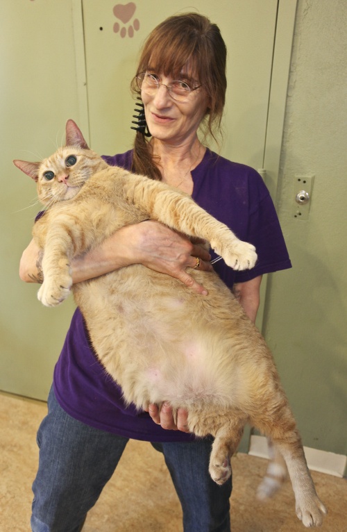 Poze haioase: Pisica asta ar avea nevoie de o dietă
