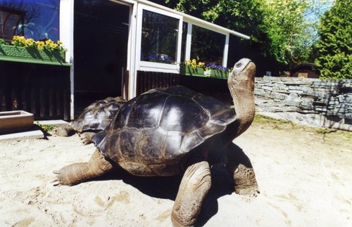 Foto: Cea mai lungă "căsnicie" din regnul animal a luat sfârşit, după 115 ani