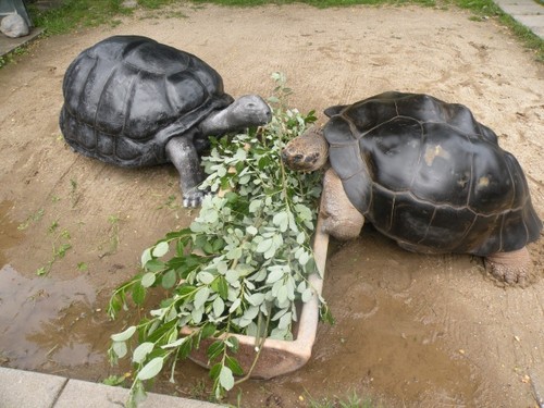 Foto: Cea mai lungă "căsnicie" din regnul animal a luat sfârşit, după 115 ani