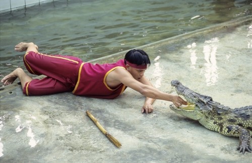 Foto: Şocant! Zâmbeşte în timp ce-şi bagă capul în gura unui crocodil viu!