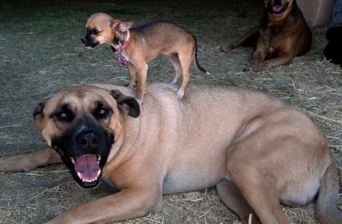 Poze haioase: Căţeluşa Beyonce, cel mai mic animal salvat vreodată de veterinari