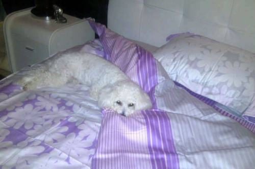 nobby catel adelina pestritu