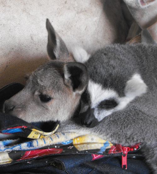 Poze: animale haioase care au devenit celebre