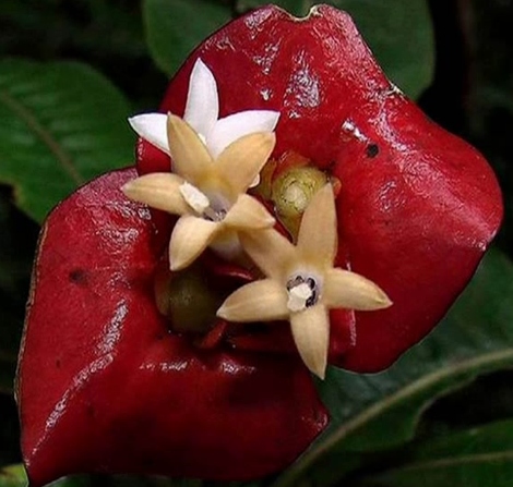 Psychotria elata - o floare atât de frumoasă că îţi vine s-o... pupi!