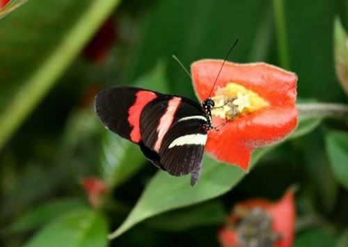 Psychotria elata - o floare atât de frumoasă că îţi vine s-o... pupi!