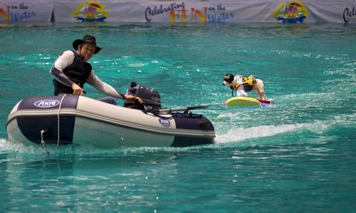 Iată-l pe Duma, căţelul înnebunit după sporturile extreme pe apă!