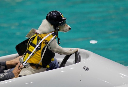 Iată-l pe Duma, căţelul înnebunit după sporturile extreme pe apă!