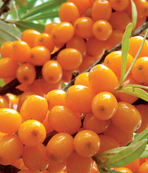 Remedii naturale pentru mai multă energie