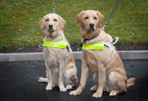 Doi nevăzători s-au căsătorit, după ce câinii lor s-au îndrăgostit! Video