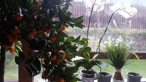 Andreea Marin şi-a prezentat casa. Pare desprinsă din poveşti! Foto