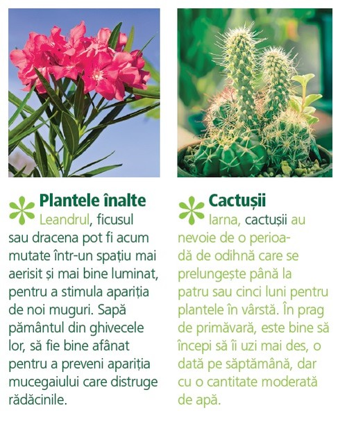 Cum îți îngrijești plantele primăvara