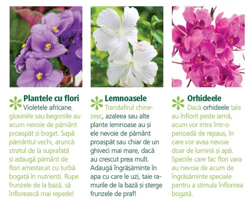 Cum îți îngrijești plantele primăvara