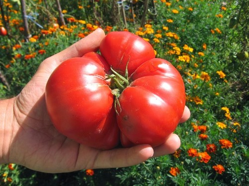 Olivia Steer te învaţă cum să recunoşti alimentele organice
