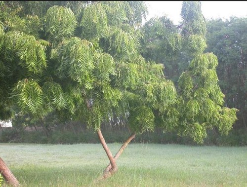 Cum scapi de ţânţari cu uleiuri naturale. Trucuri la îndemâna oricui