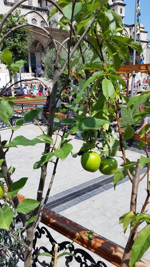 Adevărată aventură! Andreea Marin şi-a adus pomii fructiferi din Turcia