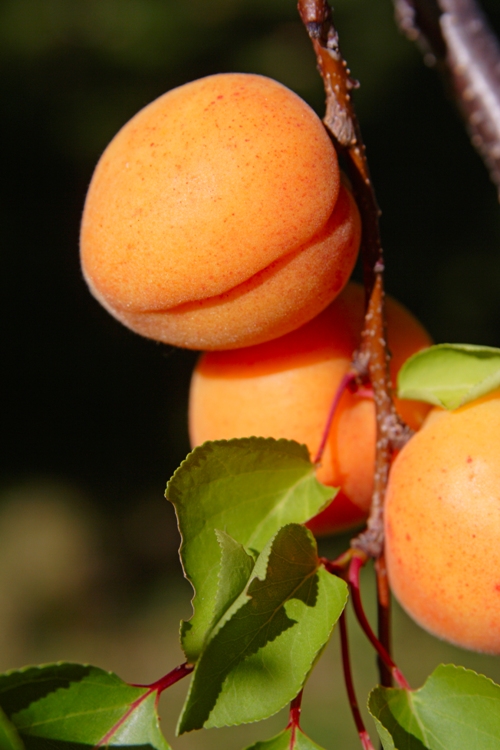 Top 5 cele mai sănătoase fructe. Nu trebuie să lipsească din alimentaţia ta