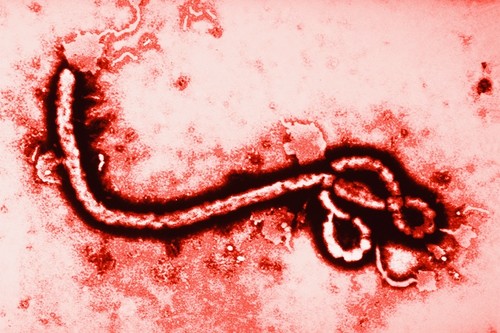 Virusul Ebola. Cum se transmite şi care sunt simptomele