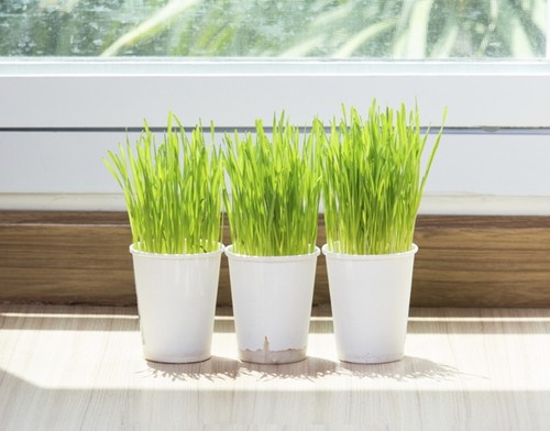 Cum să prepari un suc detoxifiant natural. Reţeta rapidă a Andreei Marin