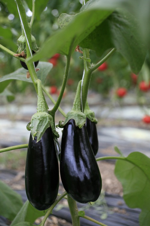 3 legume de sezon, benefice împotriva cancerului