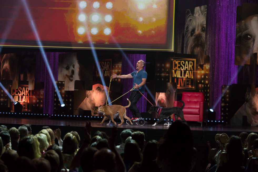 Cesar Millan pe scena