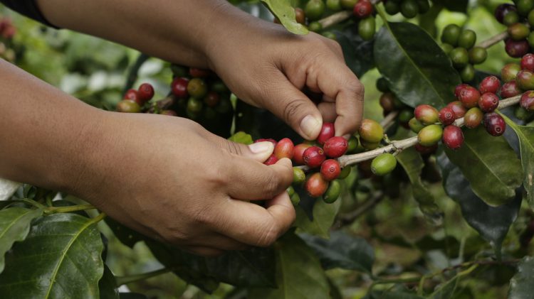 culegatoare de cafea