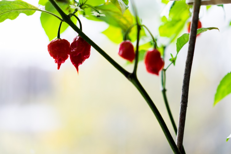 Carolina Reaper ardei iute rosu