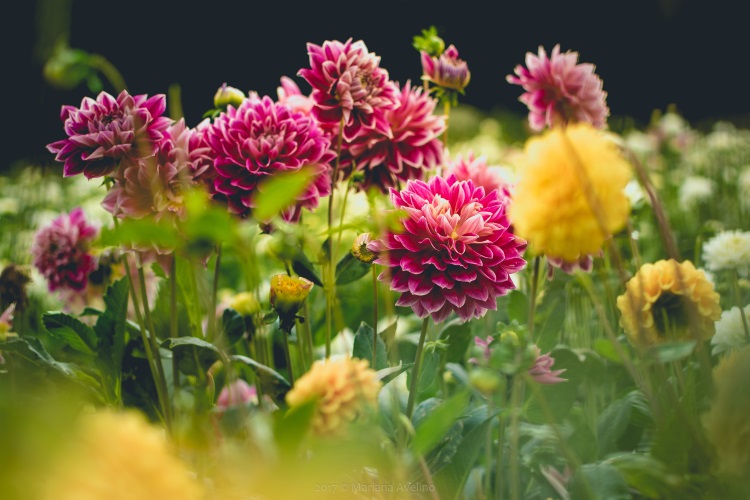 Poze Cu Flori De Toamnă Cum Plantezi Florile In Grădină Sau In