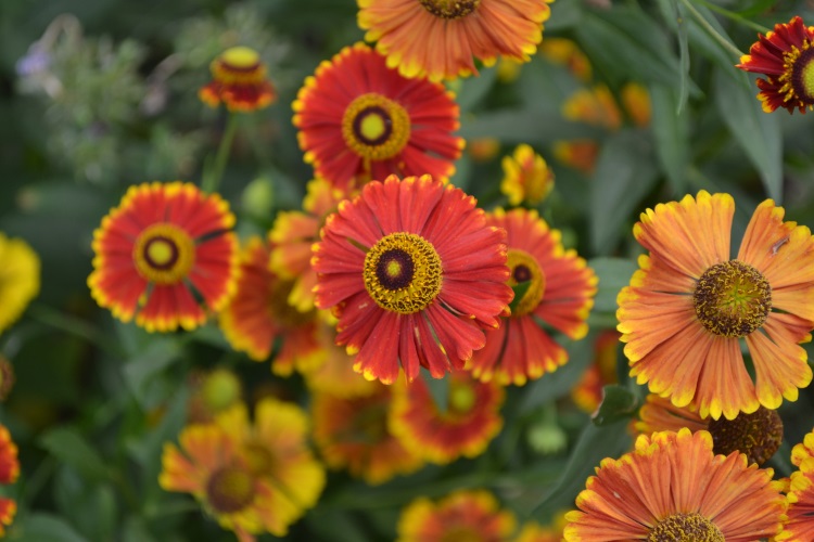 Poze Cu Flori De Toamnă Cum Plantezi Florile In Grădină Sau In