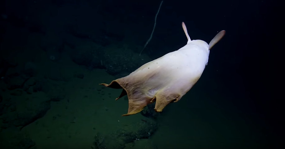 Caracatita Dumbo