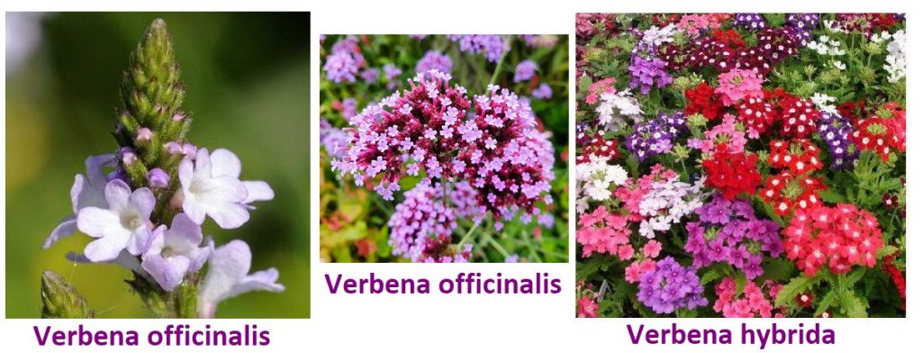Ce este verbina, planta sacră bogată în virtuți terapeutice
