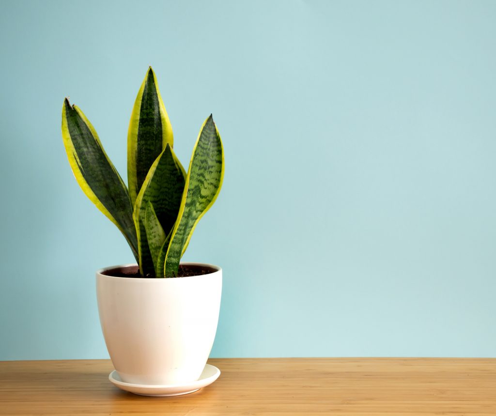 butterfly plant indoor Swallow Tail, Butterfly Plant ( Christia obcordata )